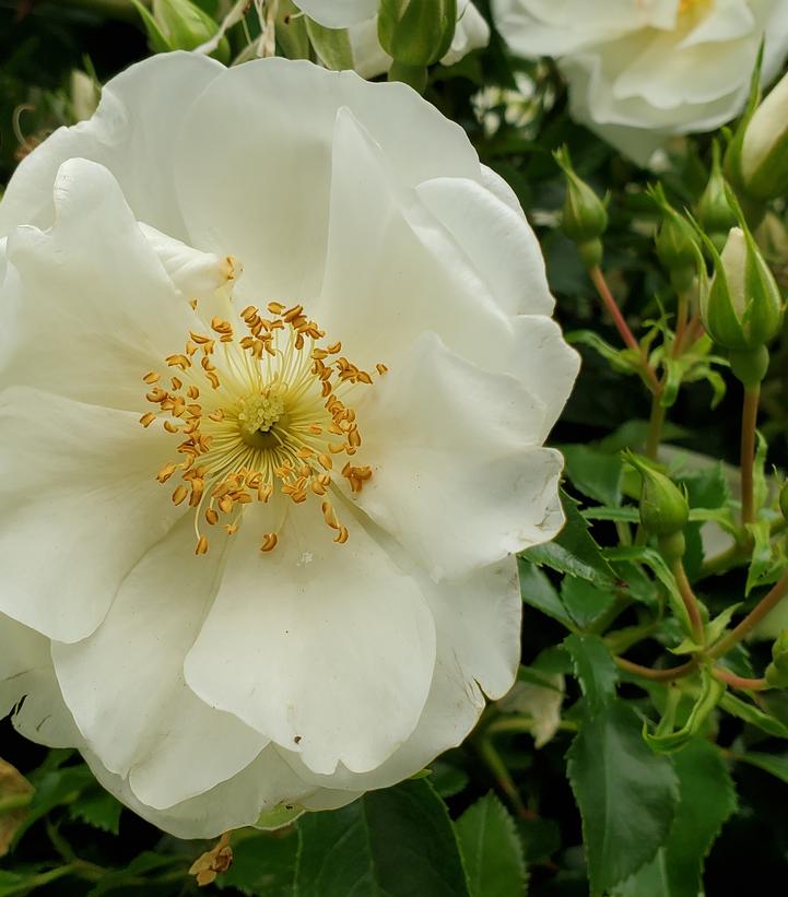 Rosa 'White Dawn'