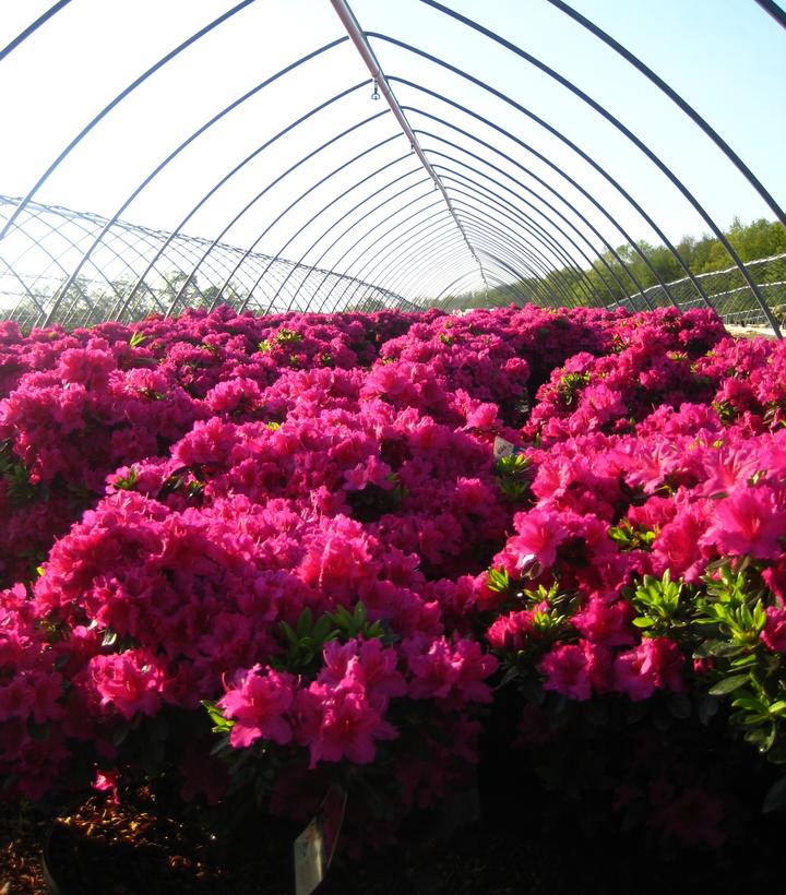 Azalea 'Girards Fuchsia'