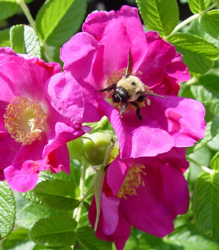 Rosa X Purple Pavement