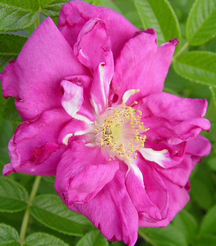 Rosa X Purple Pavement