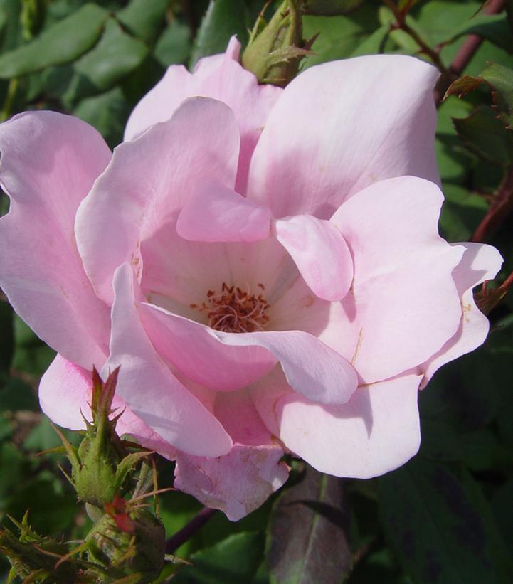 Rosa Knock Out® Blushing Knock Out®