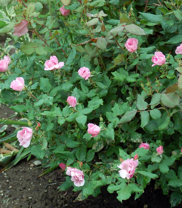 Rosa Knock Out® Blushing Knock Out®