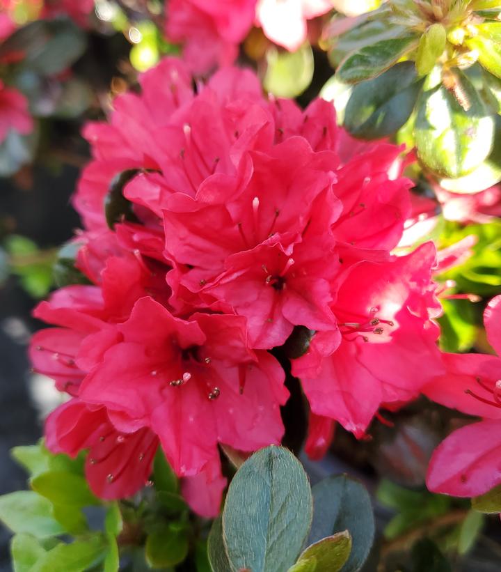 Azalea Hino Crimson