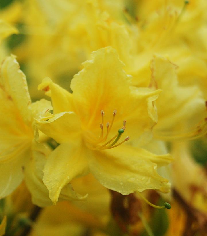 Azalea Northern Lights Lemon Lights