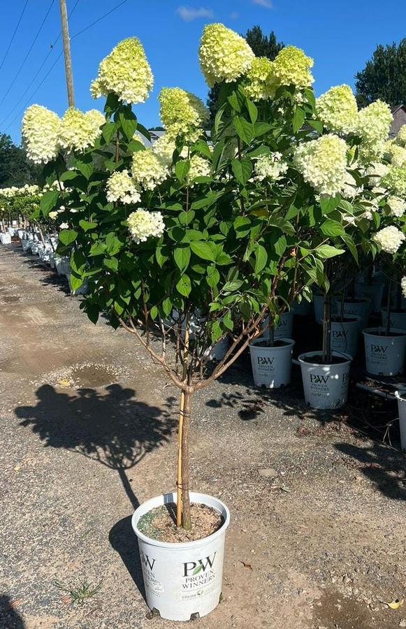 Hydrangea pan. 'Limelight'