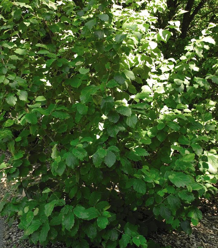 Hamamelis virginiana 