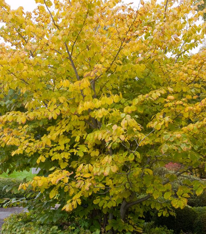 Hamamelis virginiana 