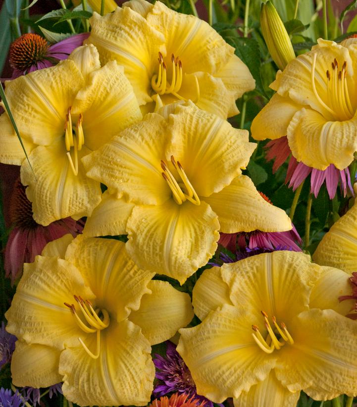 Hemerocallis Rainbow Rhythm® Rainbow Rhythm® Going Bananas