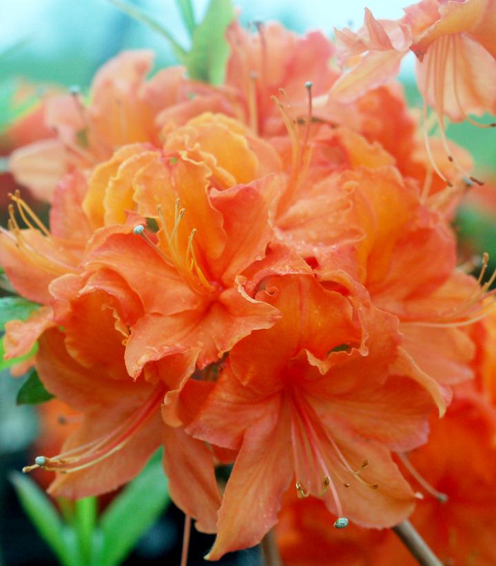 Azalea Northern Lights Mandarin Lights