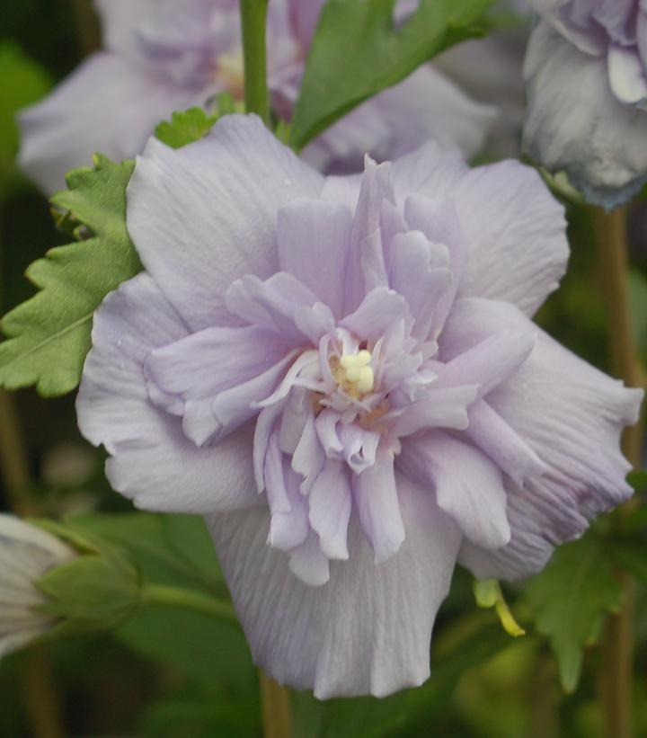 Hibiscus syriacus Blue Chiffon®