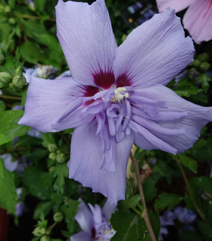 Hibiscus syriacus Blue Chiffon®