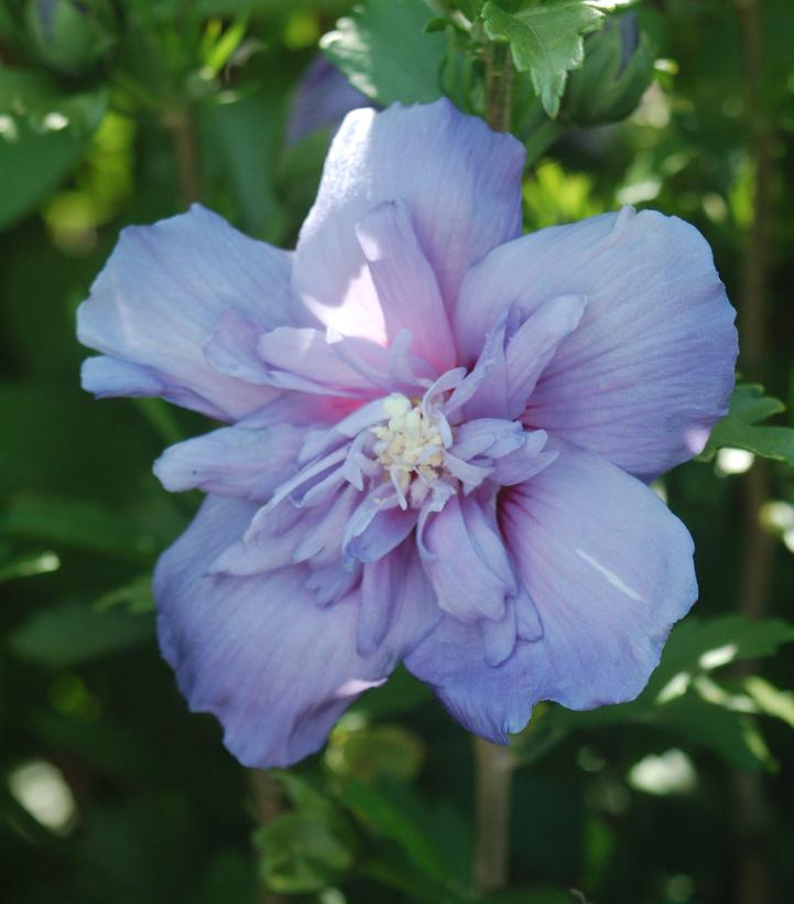 Hibiscus syriacus Blue Chiffon®