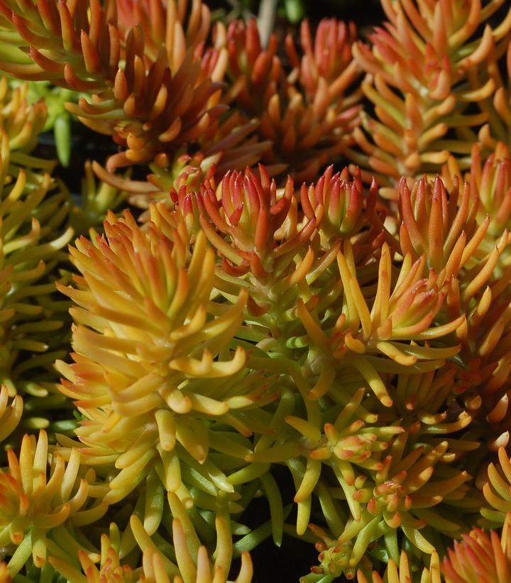 Sedum Angelina