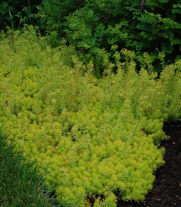 Sedum Angelina