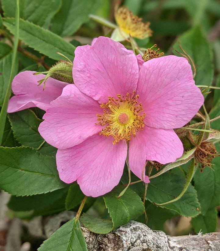 Rosa palustris 