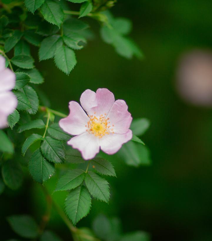 Rosa palustris 