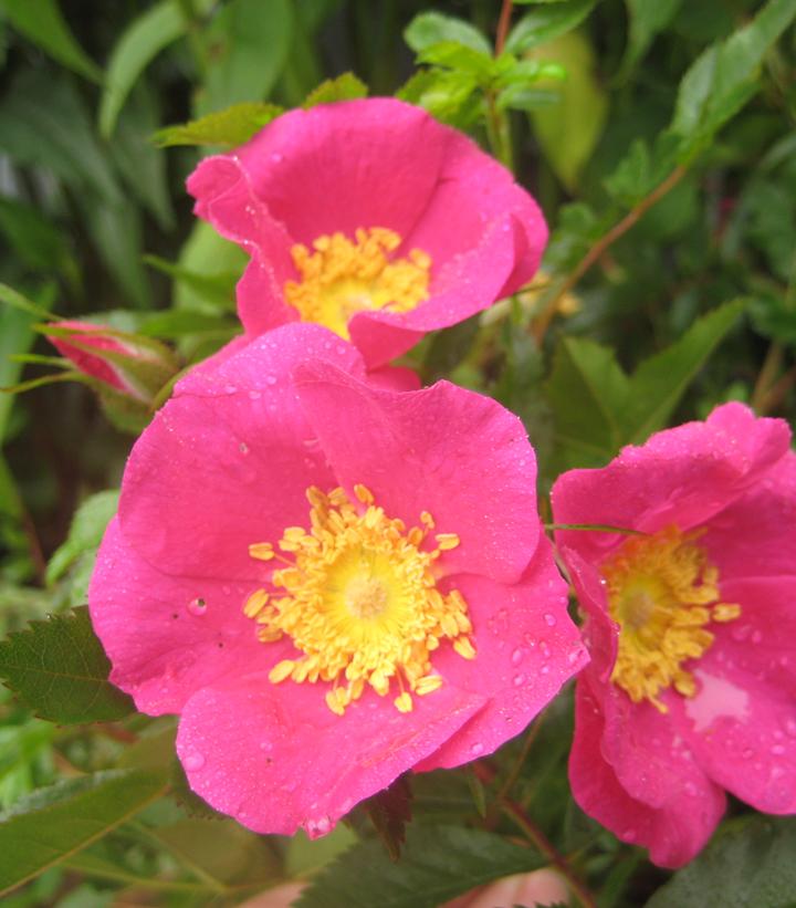 Rosa virginiana 