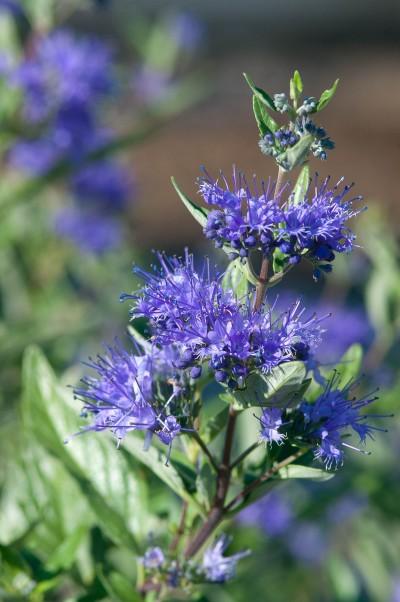 Caryopteris x cland. Sapphire Surf™