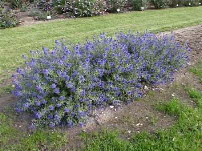 Caryopteris x cland. Sapphire Surf™