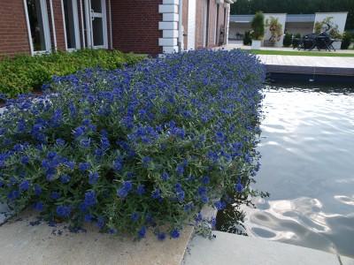 Caryopteris x cland. Sapphire Surf™