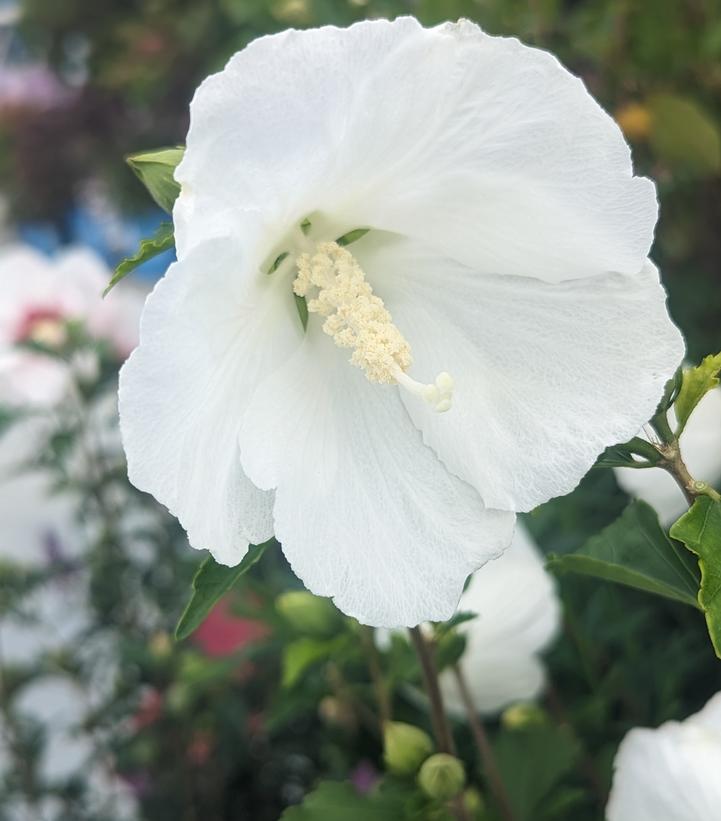 Hibiscus syriacus Bali™