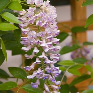 Wisteria macro. Summer Cascade™