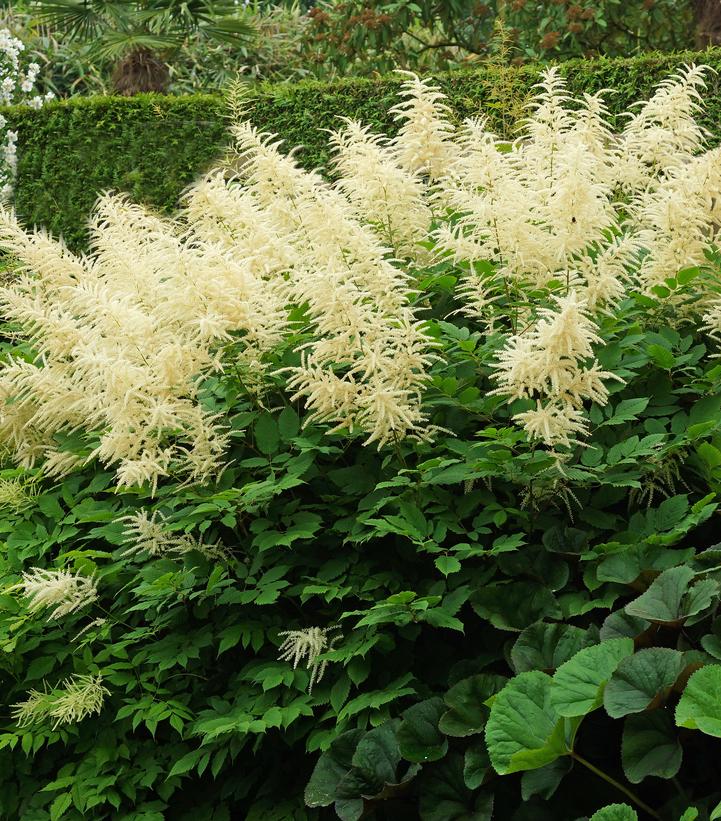 Aruncus dioicus 