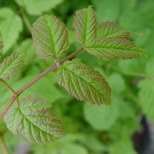 Aruncus dioicus 