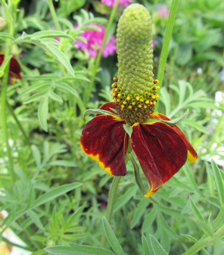 Ratibida columnifera Red Midget