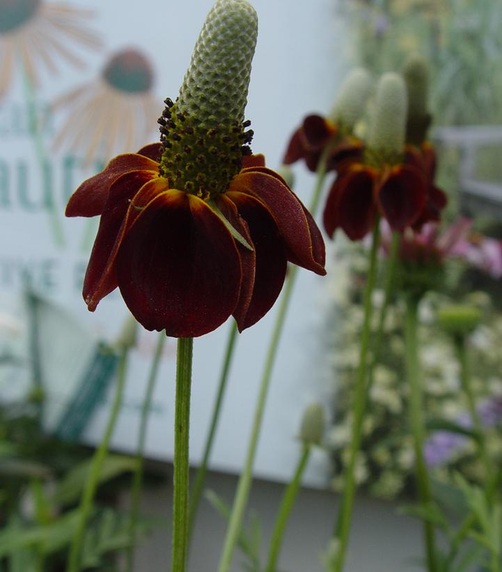 Ratibida columnifera Red Midget