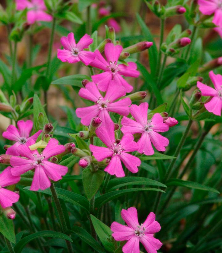 Silene caroliniana Short and Sweet