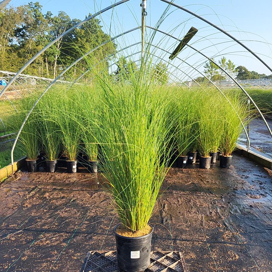 Miscanthus sinensis 'Gracillimus'