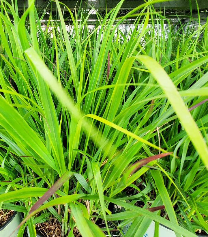 Panicum virgatum Shenandoah