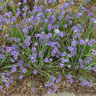 Sisyrinchium angust. 'Lucerne'