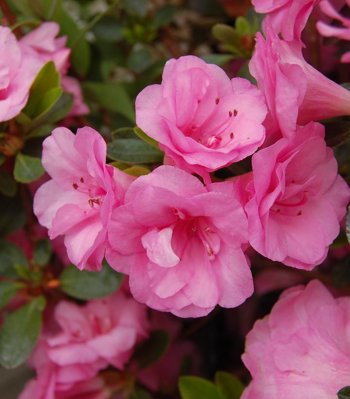 Azalea 'Rosebud'