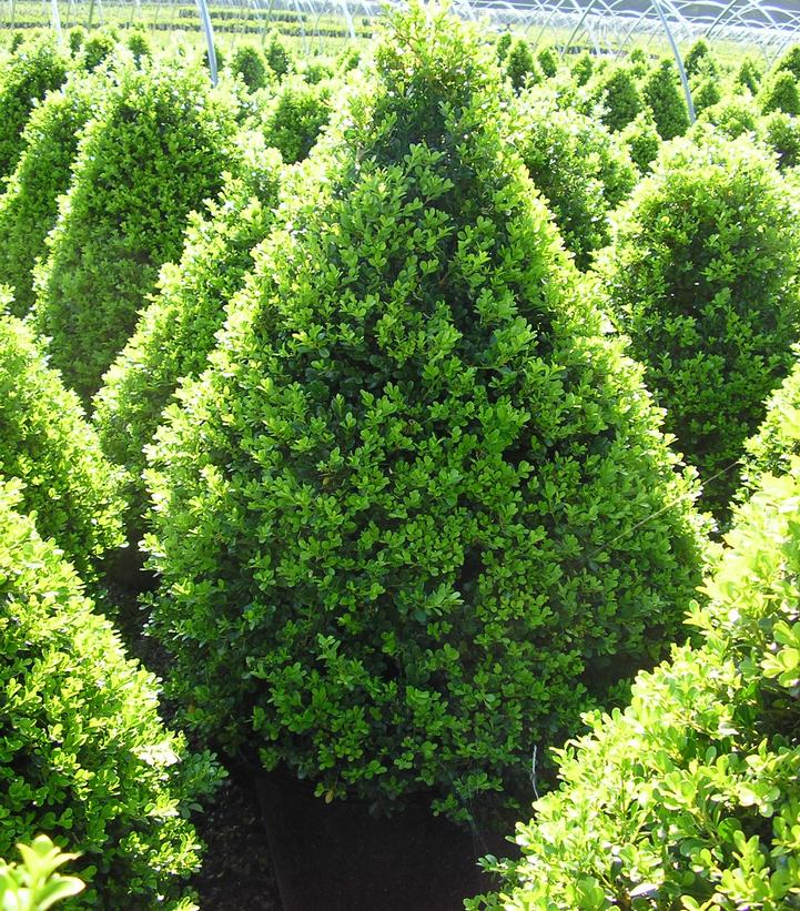 Buxus 'Cranberry Creek'