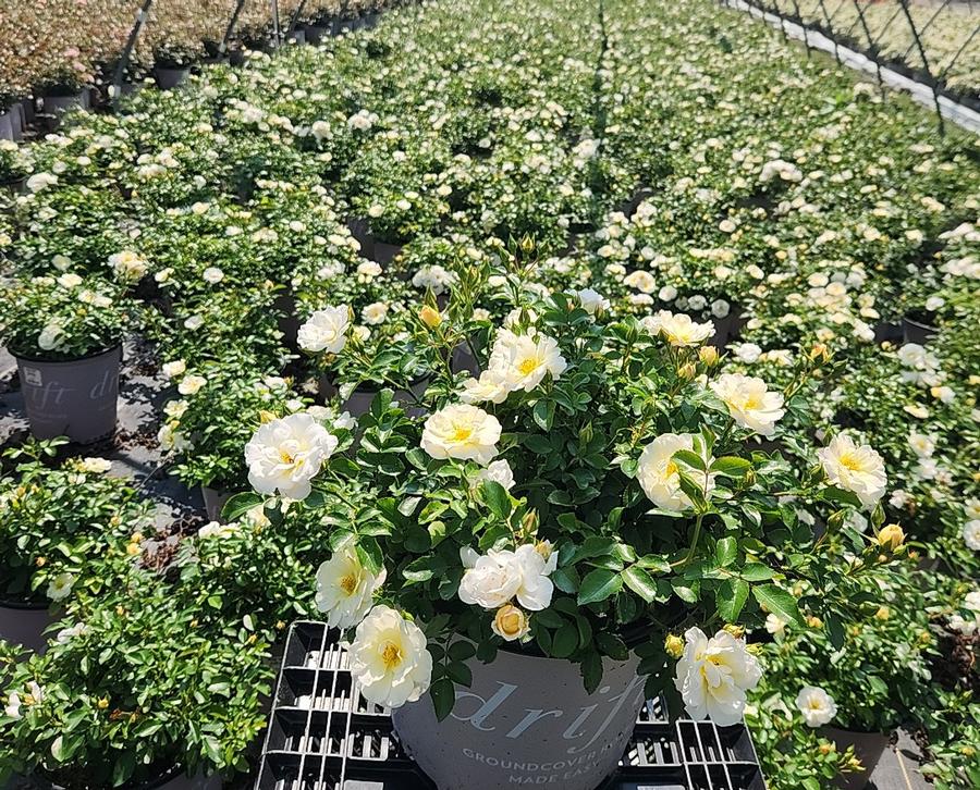 Rosa Popcorn Drift®