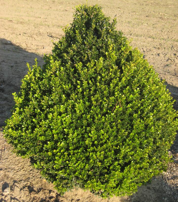 Buxus 'Cranberry Creek'