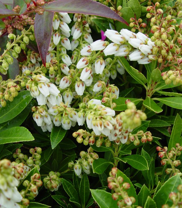 Pieris jap. Cavatine