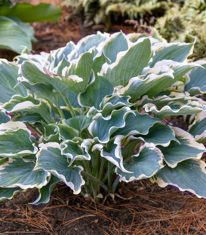 Hosta hybrid Shadowland® 'Hope Springs Eternal'