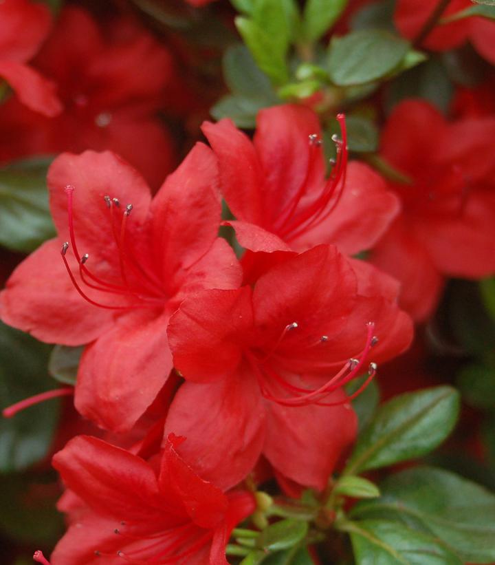 Azalea 'Stewartstonian'