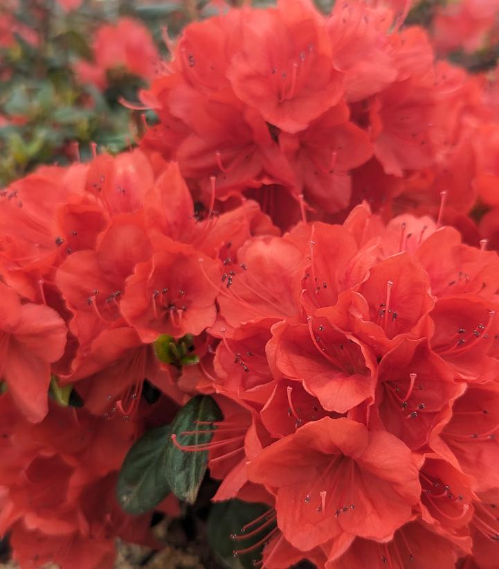 Azalea 'Stewartstonian'