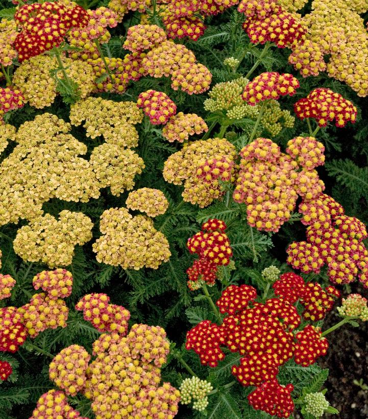 Achillea millefolium 'Strawberry Seduction'