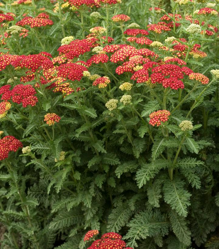 Achillea millefolium 'Strawberry Seduction'