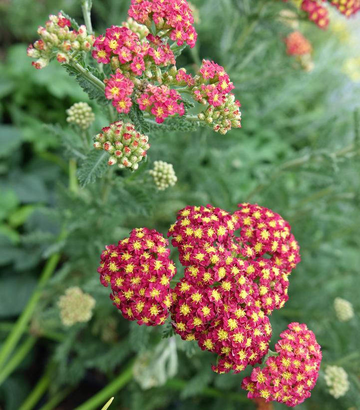 Achillea millefolium 'Strawberry Seduction'