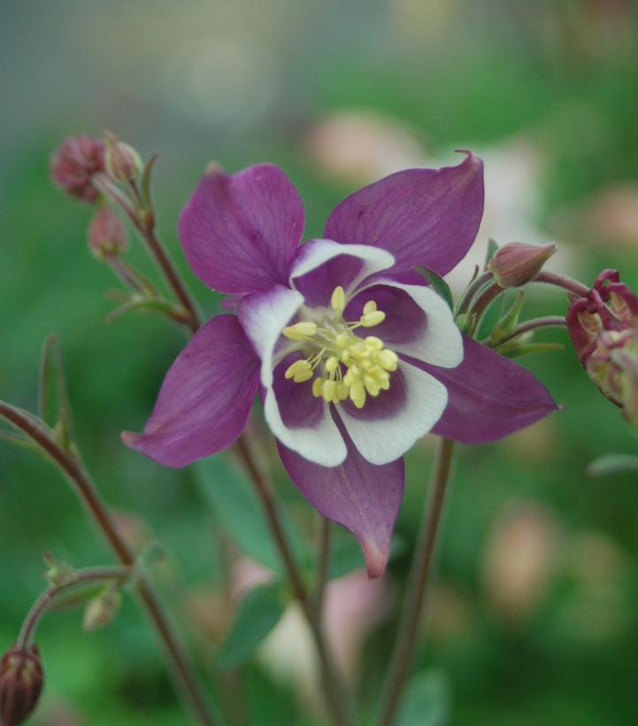 Aquilegia 'Biedermeir'