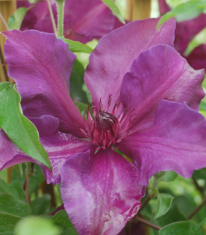 Clematis Fleuri™