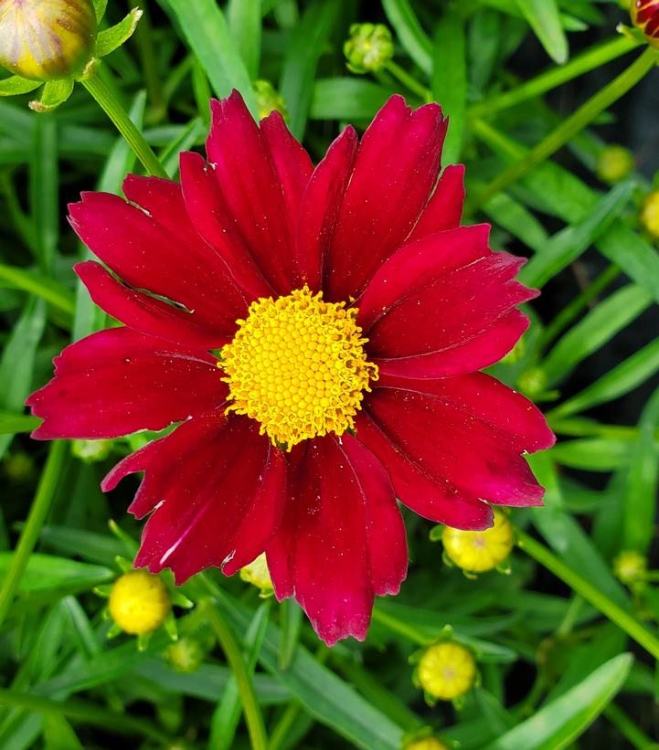 Coreopsis Big Bang™ Mercury Rising