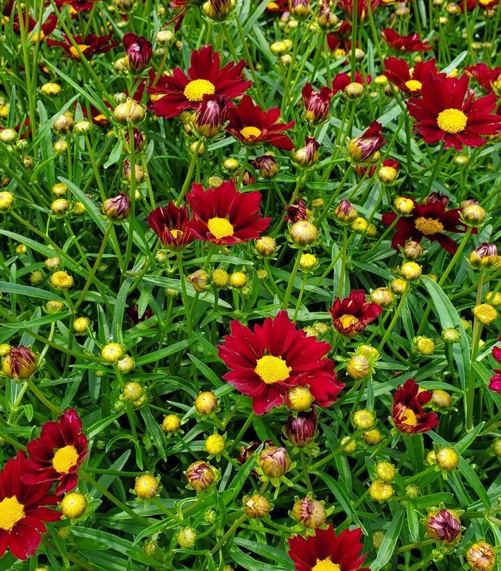 Coreopsis Big Bang™ Mercury Rising