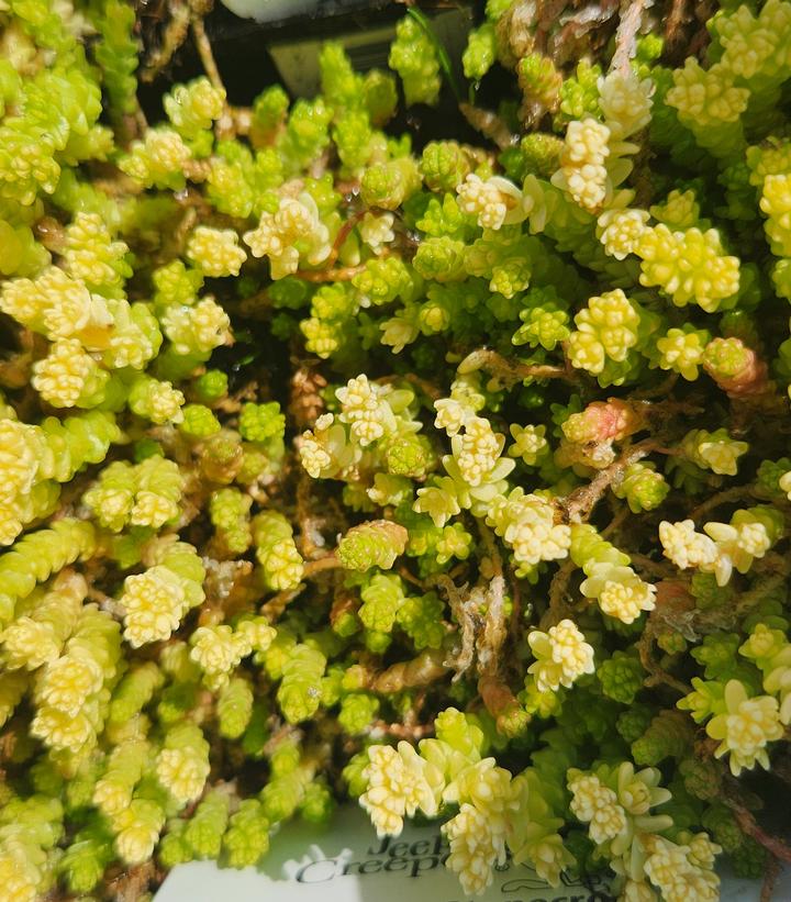 Sedum acre Aureum